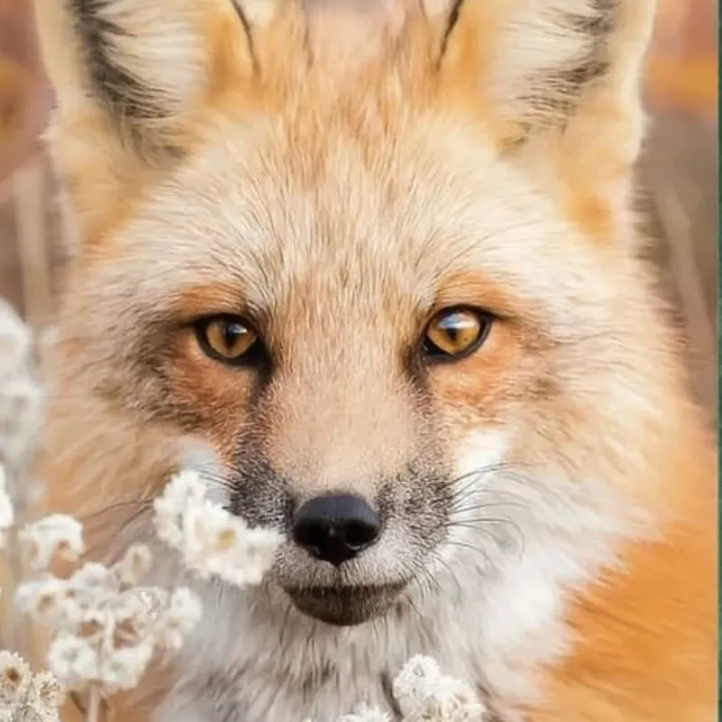Tableau Tête de Renard Mignon